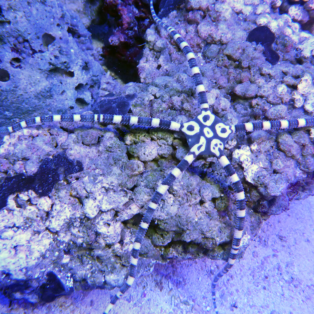 Serpent Star - Fancy | JLAquatics Canada – J&L Aquatics Ltd.