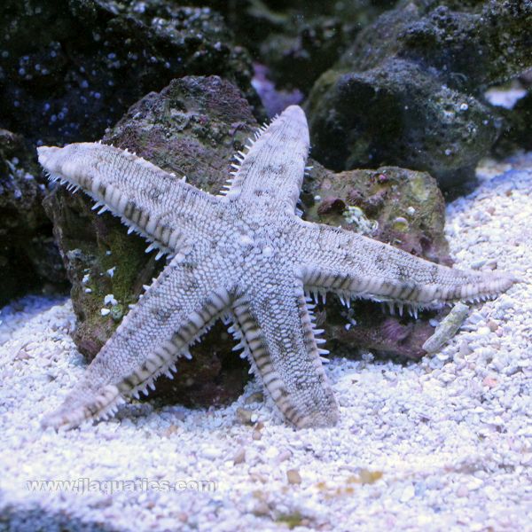 Buy White Sand Star (Asia Pacific) in Canada for as low as 26.45