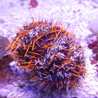 Buy Common Colored Urchin (Asia Pacific) in Canada for as low as 28.95