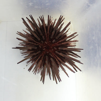 Buy Common Florida Urchin (Atlantic) in Canada for as low as 23.45