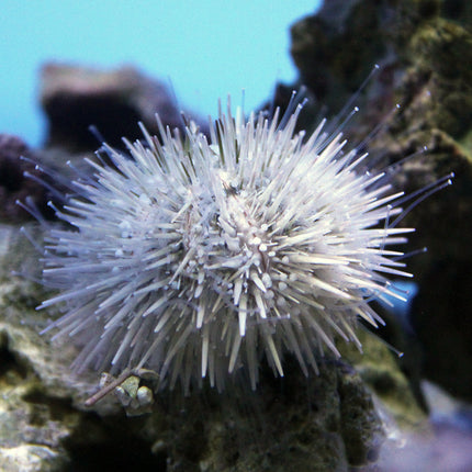 Common Florida Urchin