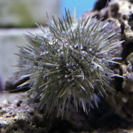 Common Florida Urchin