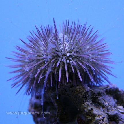 Common Florida Urchin (Atlantic)