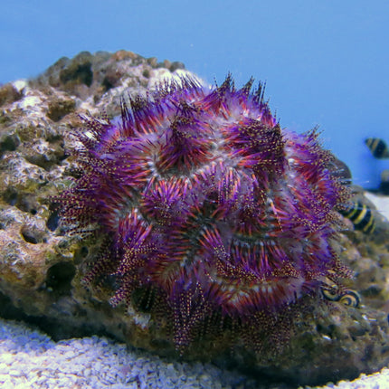 Buy Fire Urchin (Indian Ocean) in Canada for as low as 43.45