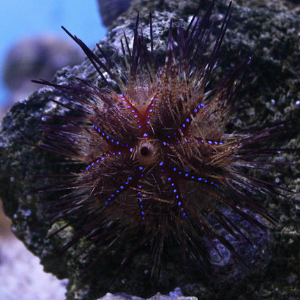 Fire Urchin