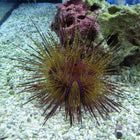 Buy Fire Urchin (Indian Ocean) in Canada for as low as 43.45