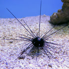 Buy Longspine Urchin (Atlantic) in Canada for as low as 26.45