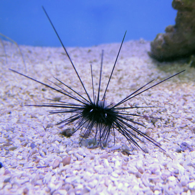 Longspine Urchin