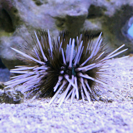 Longspine Hatpin Urchin