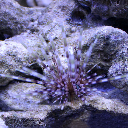 Longspine Hatpin Urchin