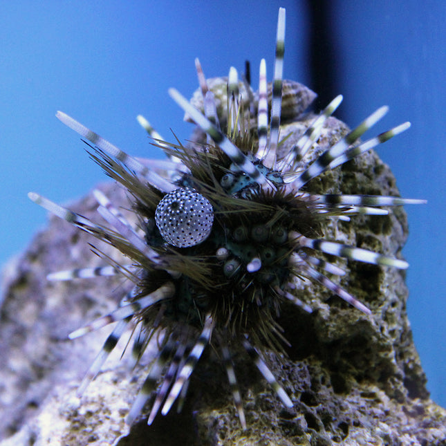 Longspine Hatpin Urchin (Atlantic)