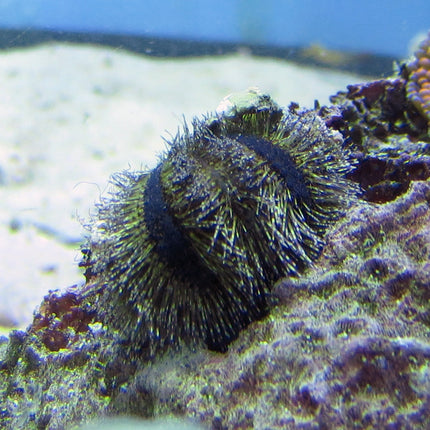 Tuxedo Urchin