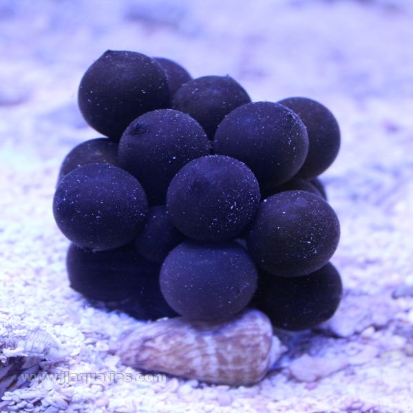 Cuttlefish Egg Batch (Asia Pacific)