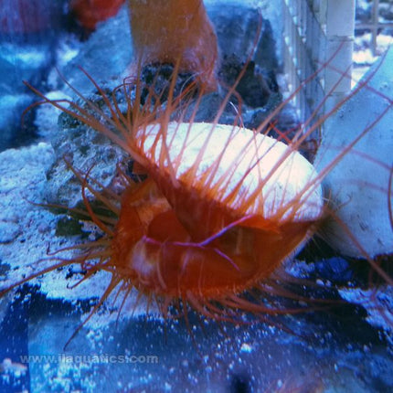 Electric Scallop (Asia Pacific)