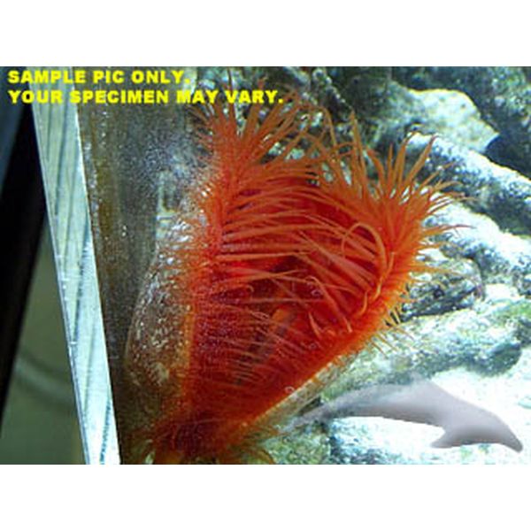 Flame Scallop (Atlantic)