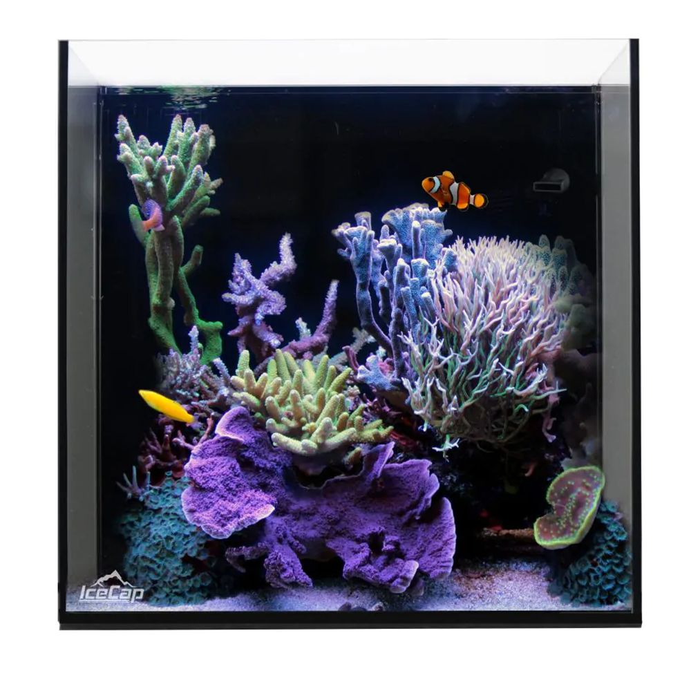 IceCap All In One Glass Aquarium - 10 Gallon set-up as a reef aquarium