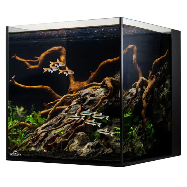 IceCap All In One Glass Aquarium - 20 Gallon set-up as a freshwater aquarium