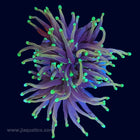 Indo Gold Torch Coral - Euphyllia glabrescens