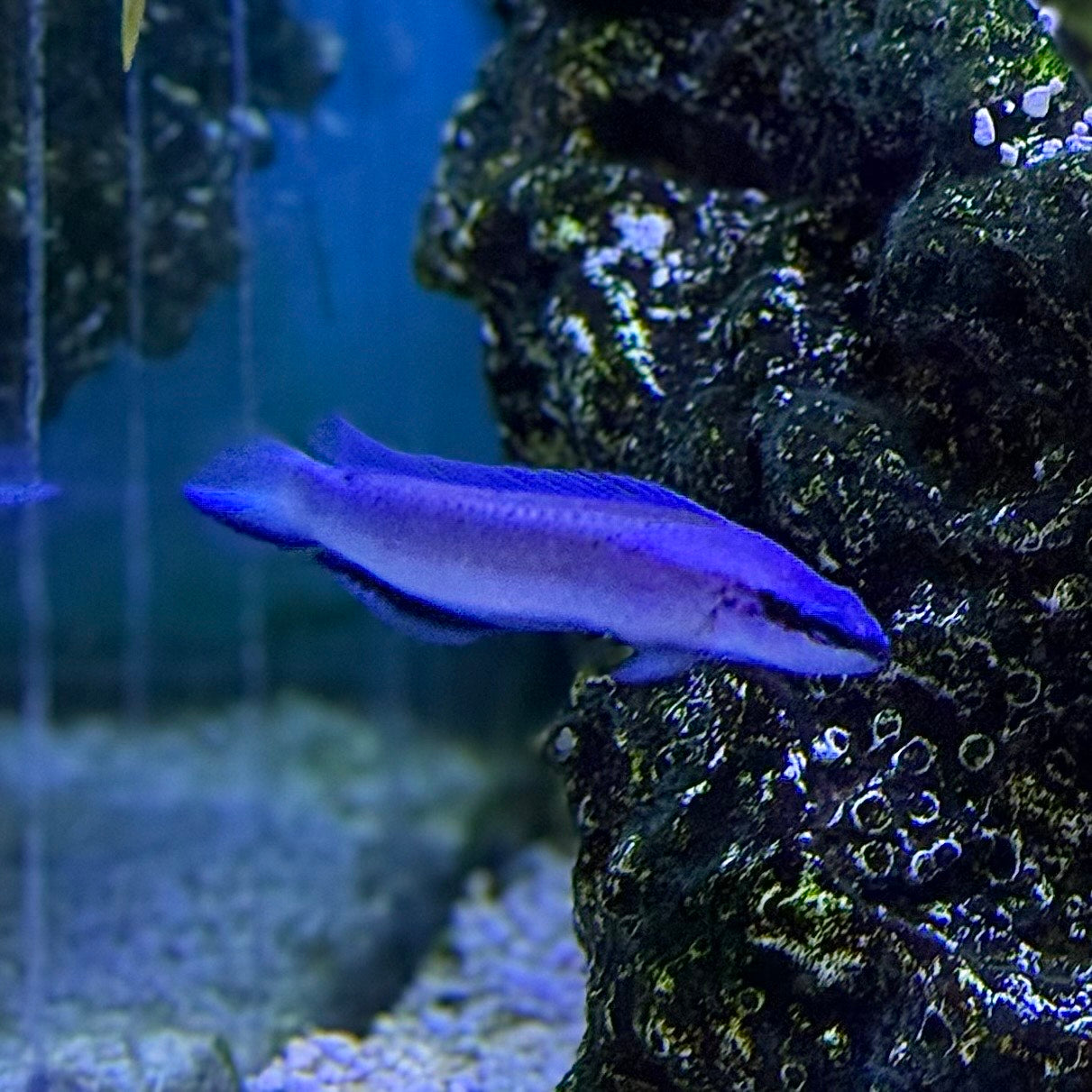 Indigo Dottyback (Tank Raised)