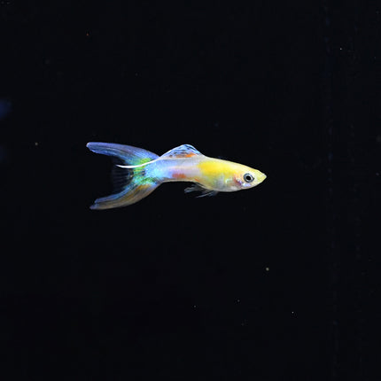 Blue Gold Japan Endler Guppy