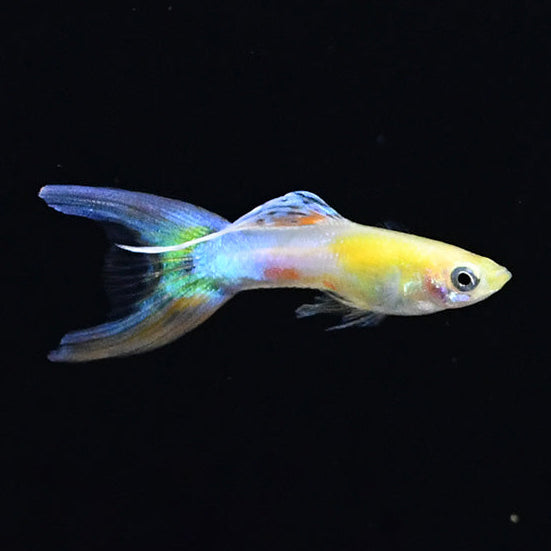 Blue Gold Japan Endler Guppy