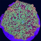 Mushroom - Jawbreaker Medium Polyp