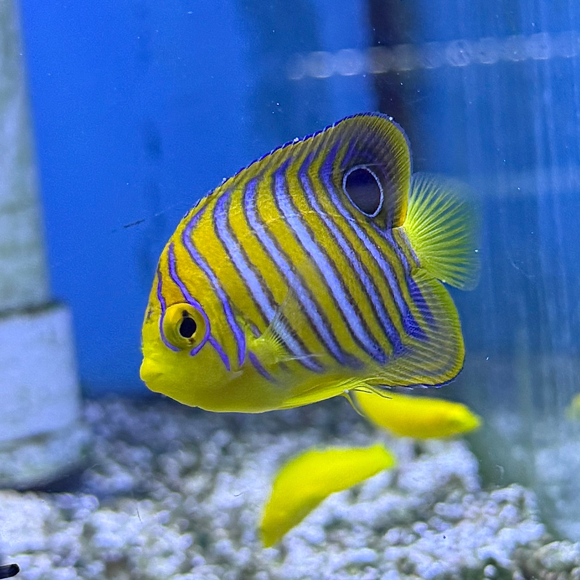 Juvenile Regal Angel - Maldives