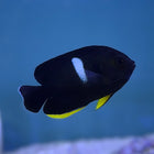 Keyhole Angel (Asia Pacific)