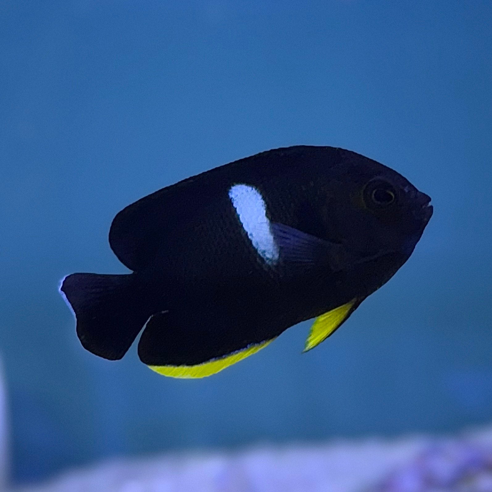 Keyhole Angel (Asia Pacific)