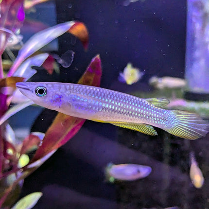 Golden Panchax Killifish