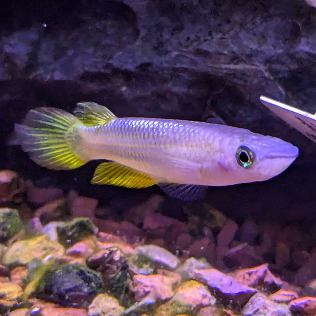 Golden Panchax Killifish