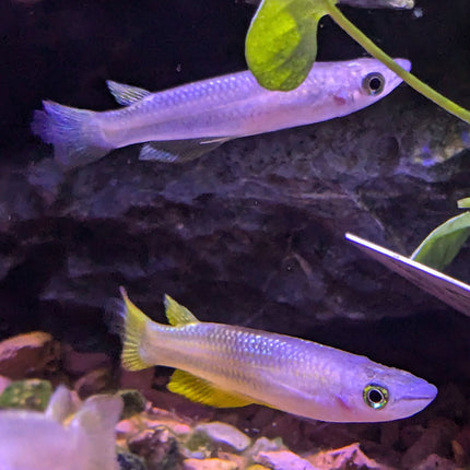 Golden Panchax Killifish