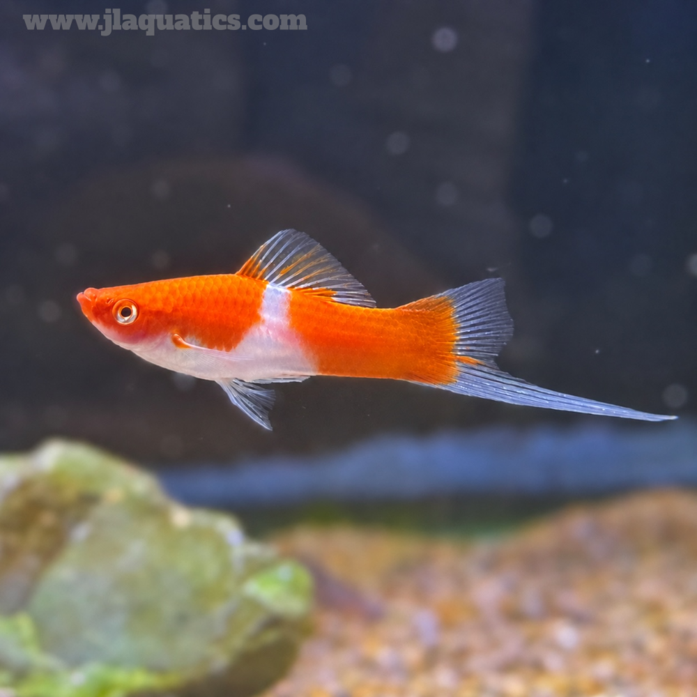 Kohaku Lyretail Swordtail