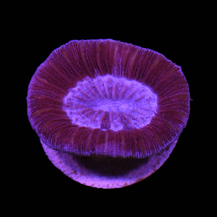 Lavender Trachy - B19