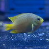 Lemon Damsel (Tank Raised)