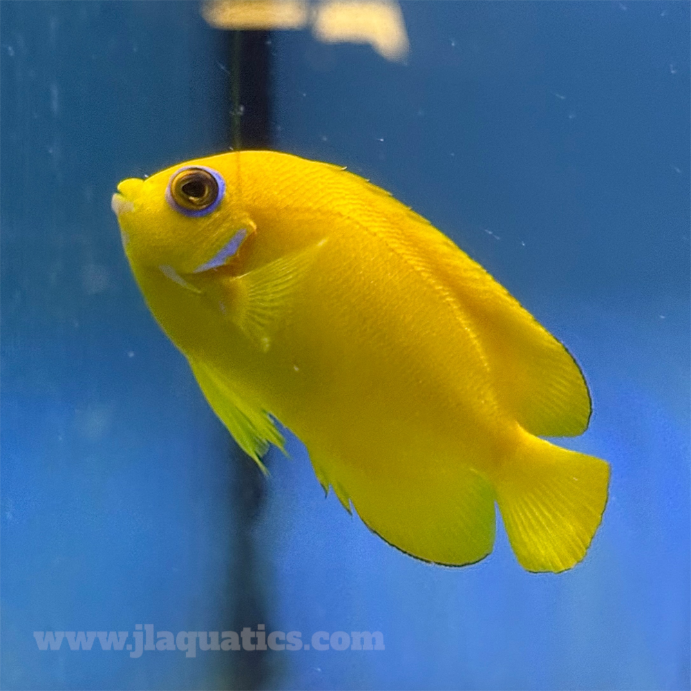 Lemon Peel Angel (South Pacific)
