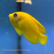 Lemon Peel Angel (South Pacific)
