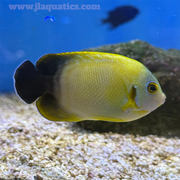 Lemon Peel Cross Angel (South Pacific)
