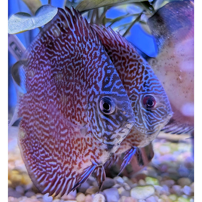 Leopard Panthera Discus