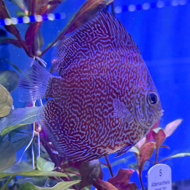 Leopard Panthera Discus