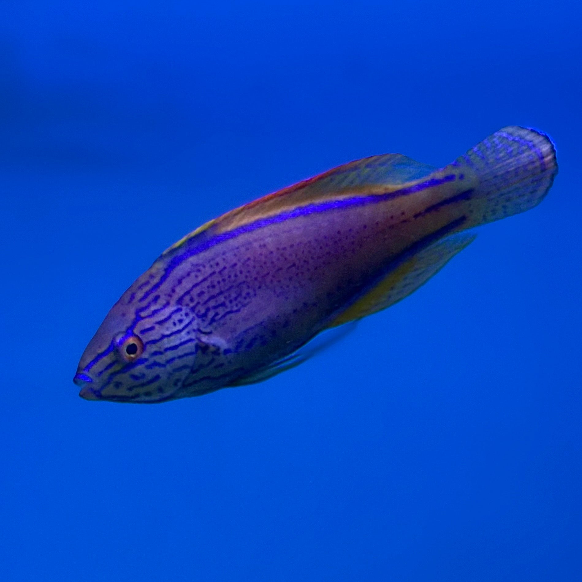 Lineatus Fairy Wrasse (South Pacific)