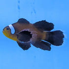 Black Ocellaris Misbar Longfin Clownfish