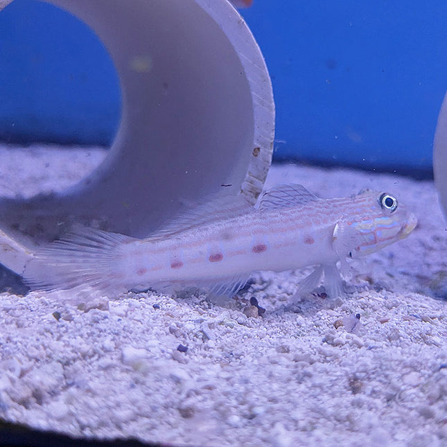 Long Finned Sleeper Goby (Asia Pacific)