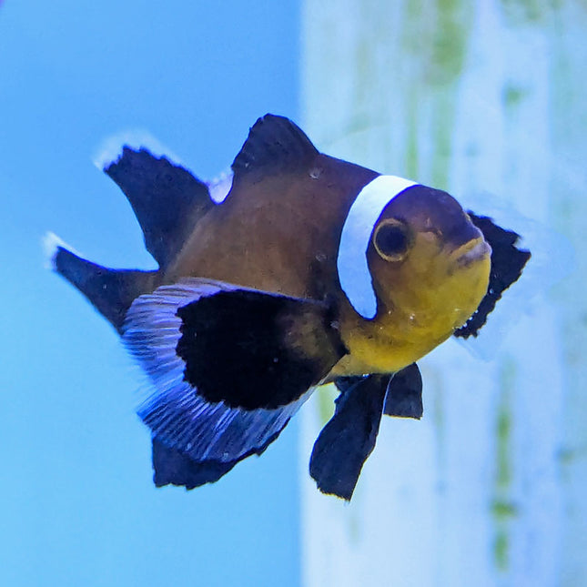 Black Ocellaris Misbar Longfin Clownfish