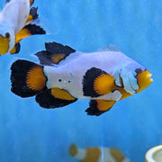 Flurry Longfin Clownfish