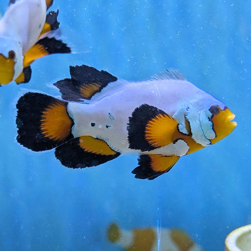 Flurry Longfin Clownfish