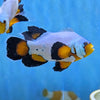 Flurry Longfin Clownfish