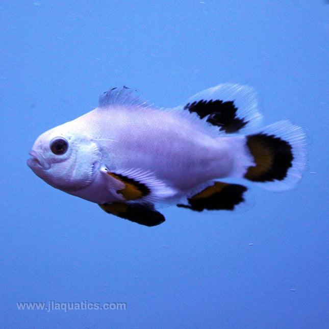 Buy Ice Storm Longfin Clownfish (Tank Raised) in Canada for as low as 315.95