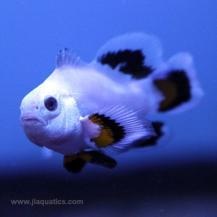 Ice Storm Longfin Clownfish (Tank Raised)