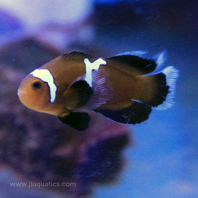 Midnight Lightning Longfin Clownfish (Tank Raised)